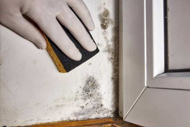 Best Biohazard Mold Removal  in St Francis, KS